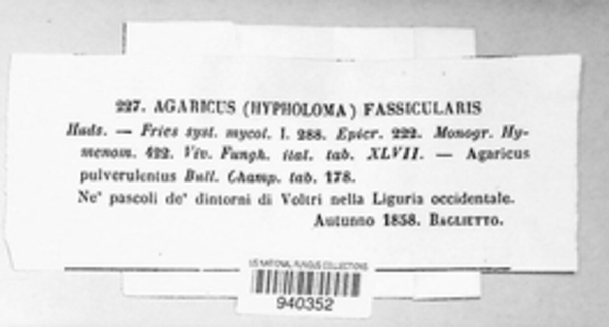 Hypholoma fasciculare image
